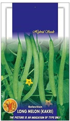 CYBEXIS TLX-75 - Long Melon/Kakri - (450 Seeds) Seed(450 per packet)