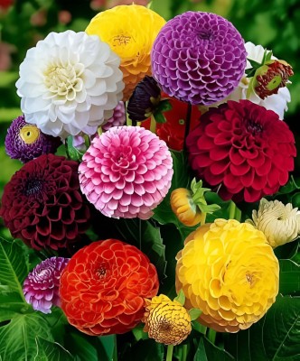 Seedsilk Dahlia Mixed Flower Seed(40 per packet)