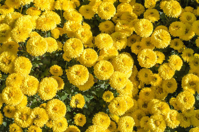 PRATEEBHA TRADERS marigold/gende ka phool flower seeds Seed(75 per packet)