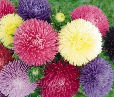 Aro Aster princes Seed(35 per packet)