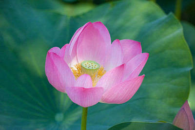 Treepoint lotus,kamal gatta Seed(10 per packet)