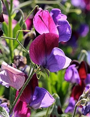 Qualtivate RES-1A Sweet Pea Mix Flower Seeds Seed(200 per packet)