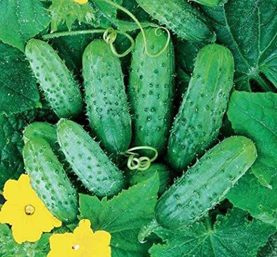 VibeX VXI-19 - Cucumber Bush Type Pickling - (150 Seeds) Seed(150 per packet)