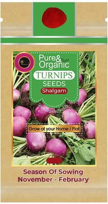 WILLVINE Turnip Seeds Purple Top-[2000 Seeds] Seed(2000 per packet)