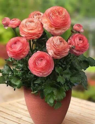 Aywal Imported Ranunculus Mix Color Flower Bulbs For All Season Gardening Seed(7 per packet)
