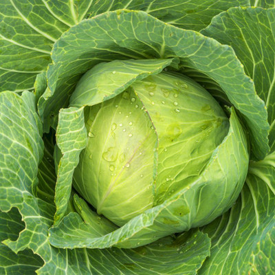 KNESSiN Cabbage Gold Ball Seed(1250 per packet)