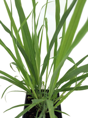CYBEXIS TLX-7 - Cochin Grass Mosquito Insect Repellent - (750 Seeds) Seed(750 per packet)