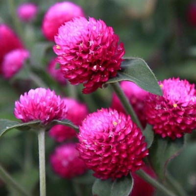 Quentova Globe amaranth, (Gomphrena globosa)-VOX-2P Seed(60 per packet)