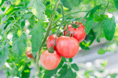 PARAM tomato Seed(85 per packet)