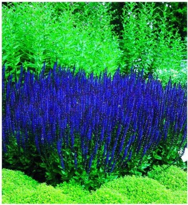 Qualtivate GBPT-8A Blue Queen Sage Salvia Seeds Seed(100 per packet)