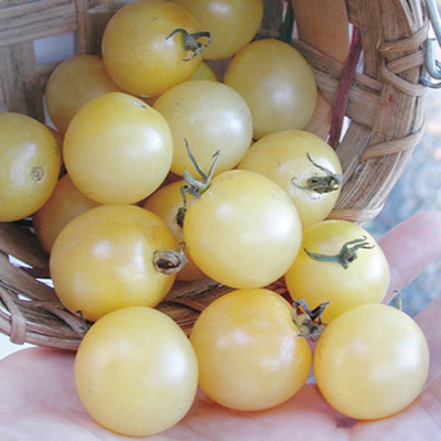 Biosnyg Organic White Cherry Tomato Vegetable Seeds - (2000 Seeds) Seed(2000 per packet)