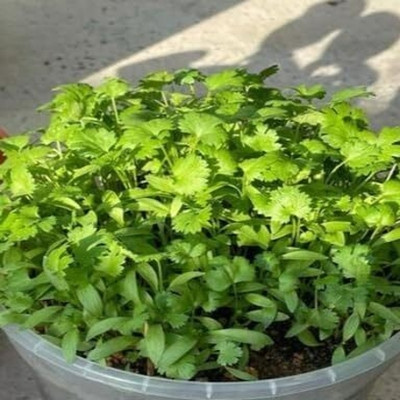 Aywal Duck-Tongue Mexican Coriander Seed(25 per packet)