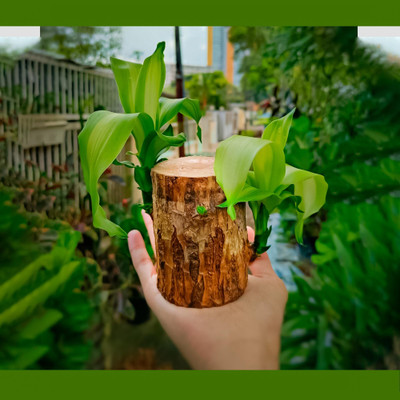 ibains Brazilian wood tree with flower 1 PC Seed(2 per packet)