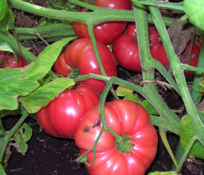 Biosnyg Hybrid Brandywine Pink Tomato Vegetable Seeds For Gardening - (4000 Seeds) Seed(4000 per packet)