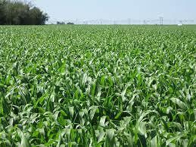 Seedsqlty grass seeds for cow Seed(400 g)