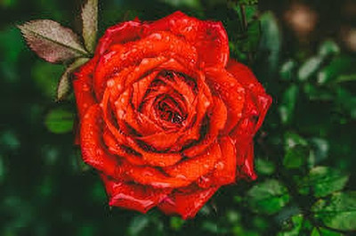 greenfarm Fragrant Rose Flower Seeds / Gulab Seeds Imported 100 X Seeds , KJ1 Seed(100 per packet)