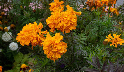 SIDDHI VINAYAK GALLERY marigold/gende ka phool flower seeds Seed(50 per packet)