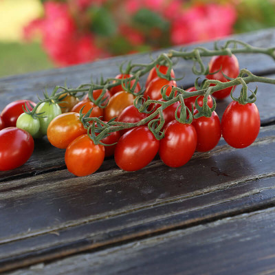 VRAKSHA TOMATO Seed(1200 per packet)