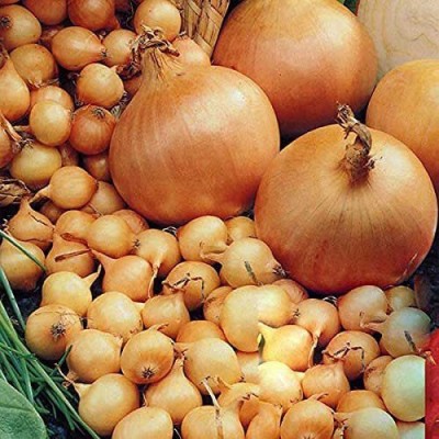 CYBEXIS Onion Radar Seeds Vegetable Easy to Grow,2000 Seeds Seed(2000 per packet)