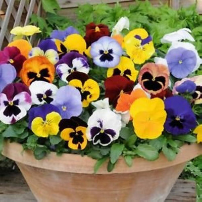 BDSresolve Pansy mix seeds hybrid/Pansy seed 19 Seed(19 per packet)