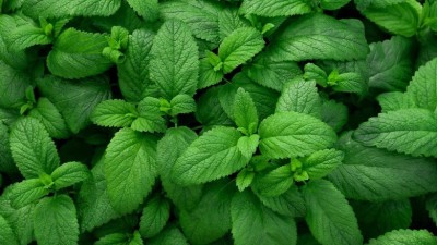 FOURGANIC PEPPERMINT (Mentha piperita) HERB Seed(100 per packet)