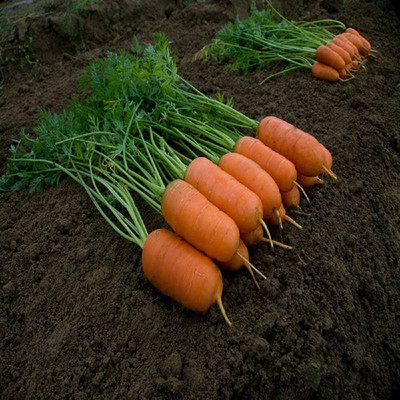 WILLVINE Seeds - Carrot Aron-[5000 Seeds] Seed(5000 per packet)