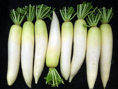 VINTI Rare White Radish (Mooli) Vegetable (मूली के बीज) Seed(2000 per packet)