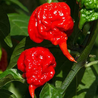 KNESSiN Carolina Reaper Chilli Seed(500 per packet)
