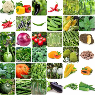 ibains Winter vegetable seeds combos Seed(230 per packet)