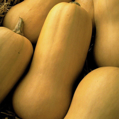Qualtivate PUAS-4A Butternut Squash, Yellow Seed(30 per packet)