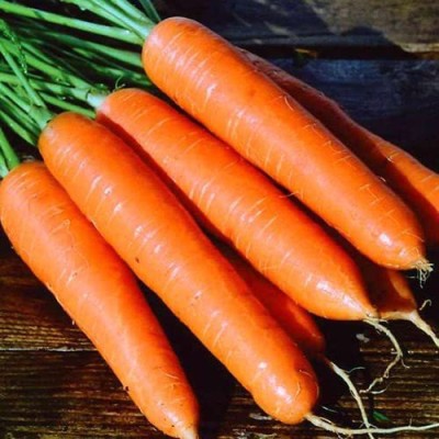 VibeX LXI-56 - Giant Red Carrot Sweet - (2250 Seeds) Seed(2250 per packet)