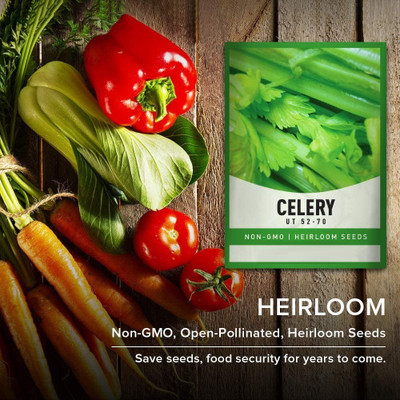 CYBEXIS GUA-83 - Celery Utah Tall - (250 Seeds) Seed(250 per packet)
