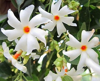 Aywal Nyctanthes arbor-tristis, Night flowering jasmine, Parijat, Flower Seed(25 per packet)