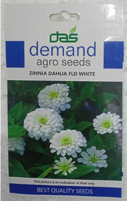 KRASHAK Zinnia Dahlia White flower Seed(2 per packet)