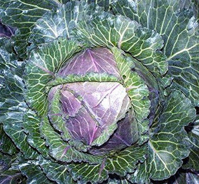 WILLVINE VNR -I Savoy Cabbage Seeds, di Verona [50g] Seed(15000 per packet)