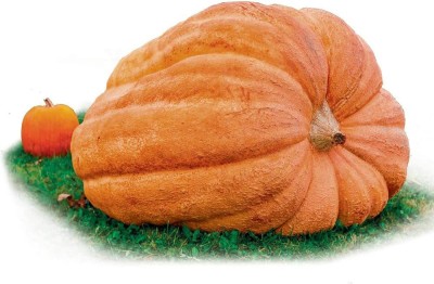 VibeX ® XLR-313 Dill's Atlantic Giant Pumpkin Seeds Seed(50 per packet)