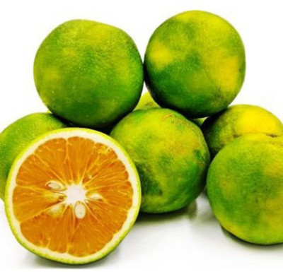 Aywal Darjeeling variety Mosambi Citrus Limetta Seed(7 per packet)