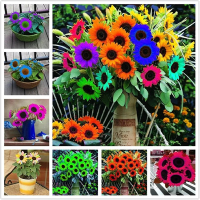 NooElec Seeds India Mini Multi-colored Dwarf Sunflower Seeds Perennial Flower Seed(35 per packet)
