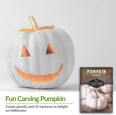 Qualtivate HYB-5A Casper Pumpkin Seed for Planting Seed(50 per packet)
