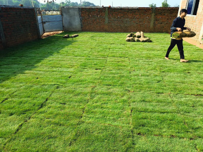 ARTA Lawn Grass Bermuda Seed(16050 per packet)
