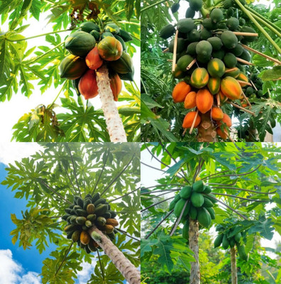 sbains Green Lady Papaya Seed no of seeds 62 Seed(62 per packet)