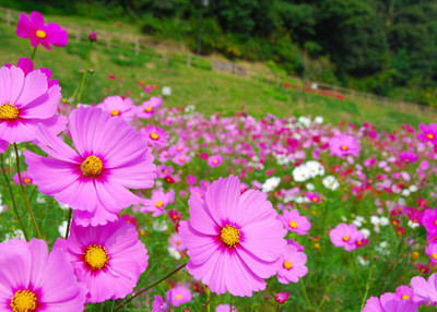 ZIXA Cosmos – Bipinnatus Sensation Mix Seed(10 per packet)