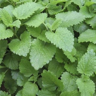 XOLDA Organic lemon balm herb Seed(37 per packet)