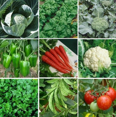 ibains Vegetables seeds combo, Vegetable seeds combo pack Seed(1000 per packet)
