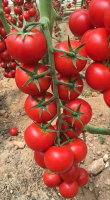 BSARKAR Capsicum seeds Seed(30 per packet)