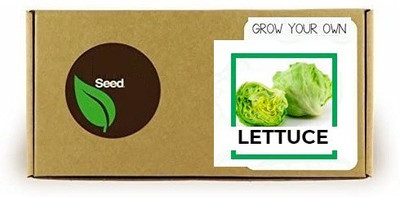 CYBEXIS Lettuce4000 Seeds Seed(4000 per packet)