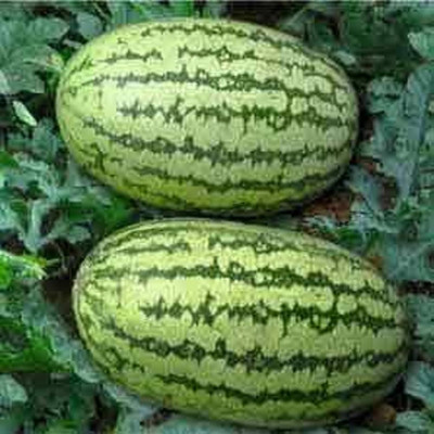 KNESSiN Open-Pollinated Green Watermelon Seeds For Gardening-(250 Seeds) Seed(250 per packet)