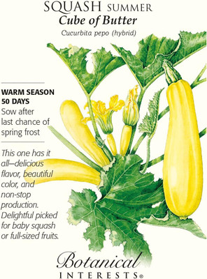 Qualtivate GXL-6AT Cube of Butter Summer Squash Seed(30 per packet)