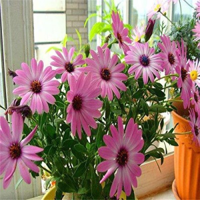 VibeX LX-13 - Miracle Daisy Dwarf Rare Flower - (180 Seeds) Seed(180 per packet)