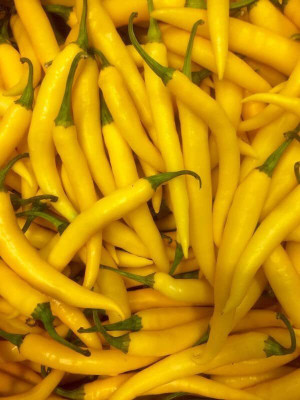 WILLVINE ROX -II Pure Yellow Chilli Seeds[25gm, 5000 Seeds] Seed(5000 per packet)